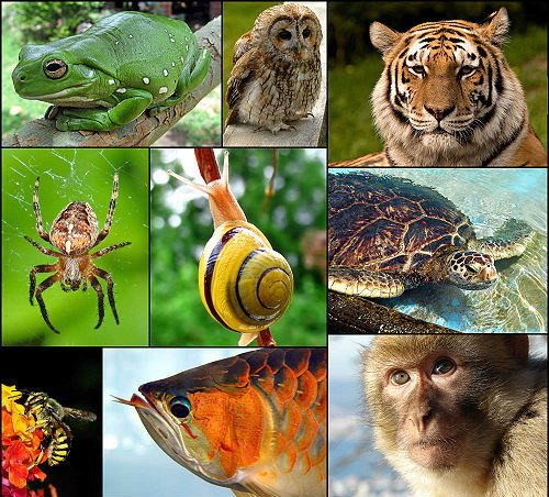 Paul Twins & Oleg Makovskiy - Animals (Original Mix)