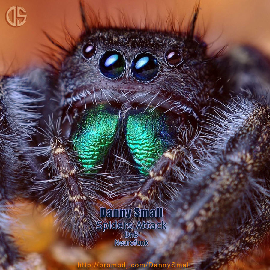 Danny Small - Spiders Attack