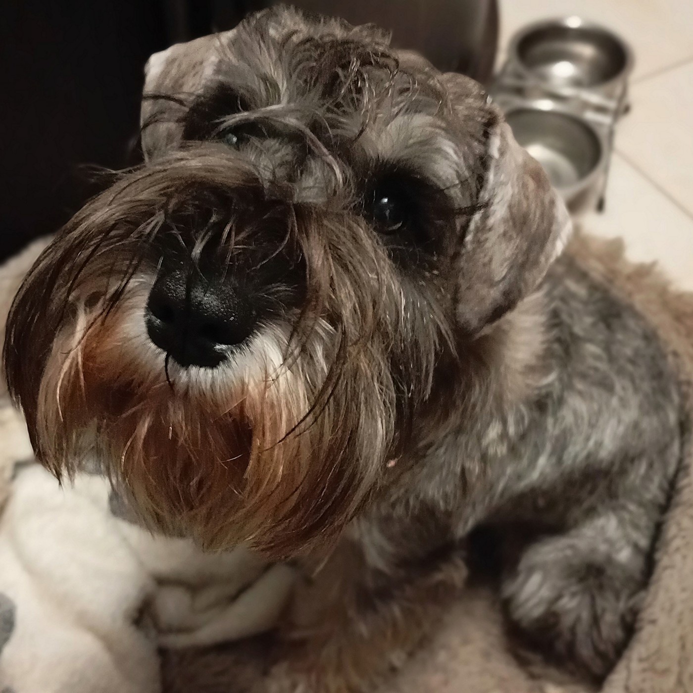 Nadandiya - собака