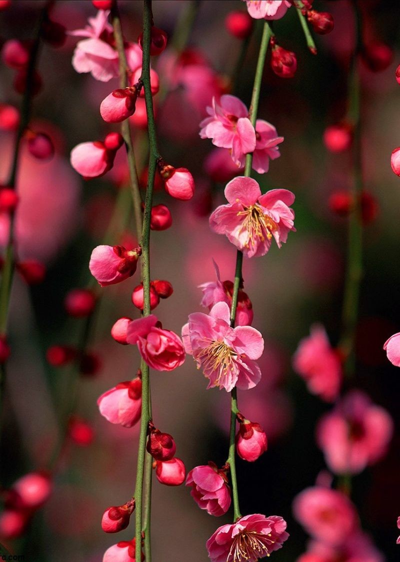 Вертикальные цветы заставка. Цветы вертикально. Цветы вертикальные. Красивые цветы. Маленькие розовые цветы.