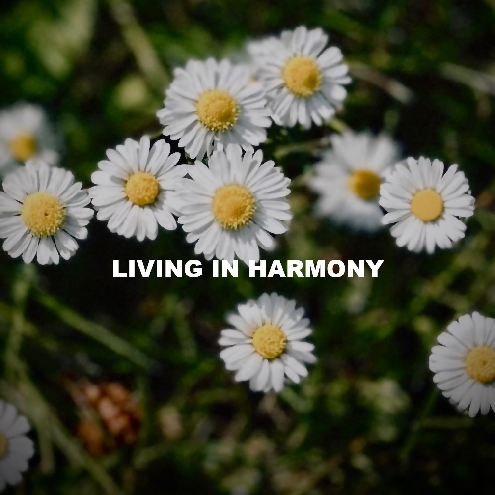 SVÖGAN - LIVING IN HARMONY #191 episode artwork