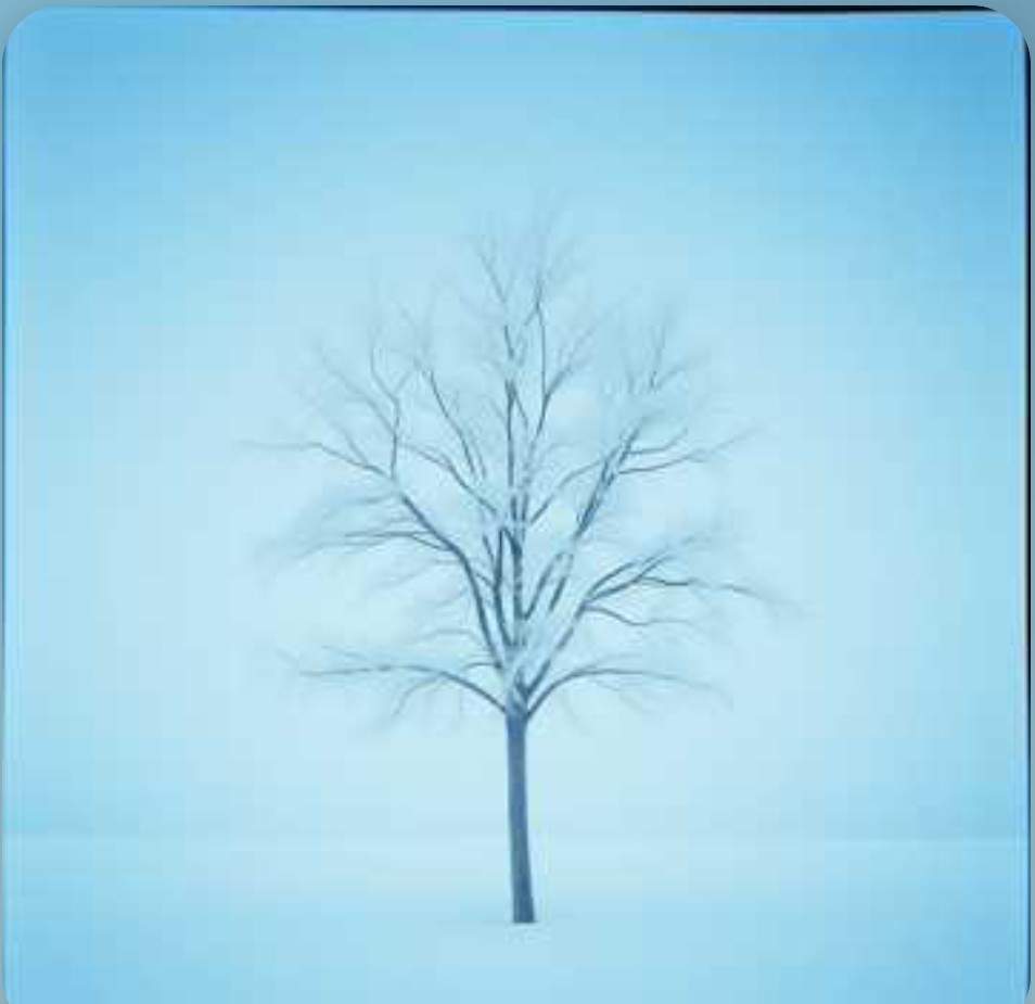 Клён ты мой