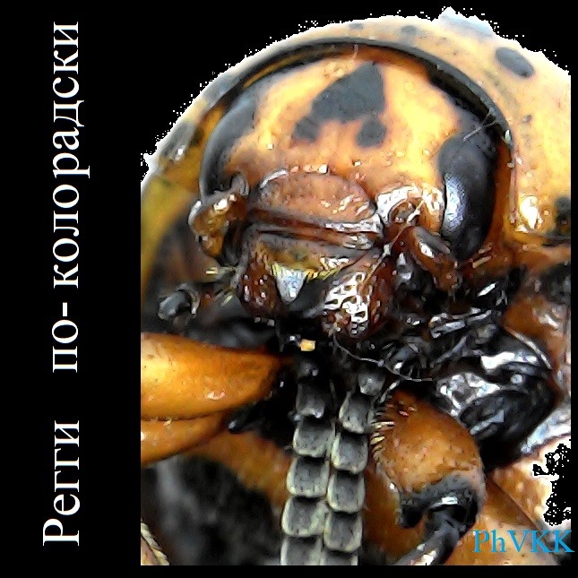 PhVKK - "Регги по-колорадски" PhVKK - "Регги по-колорадски"