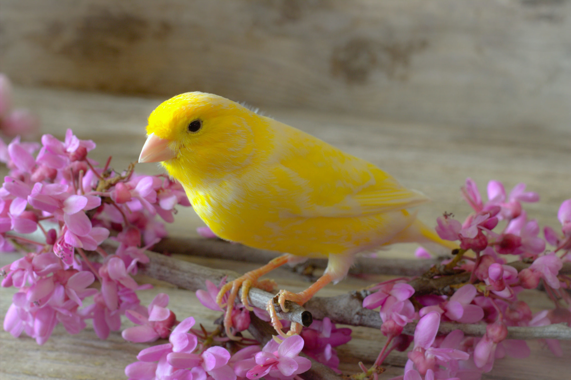 Канарейка фото. Canary - канарейка. Кенар и канарейка. Птичка кенар. Желтая канарейка.