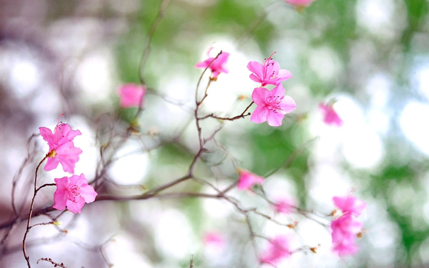 Alexy.Nov - Spring Tenderness (cover №2) episode artwork