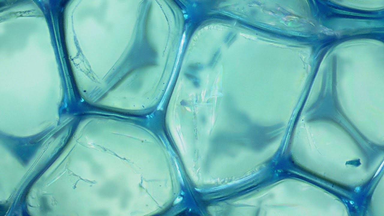 Клетка без воды. Молекула воды под микроскопом. Вода под микроскопом. Молекула воды в микроскопе. Клетка воды под микроскопом.