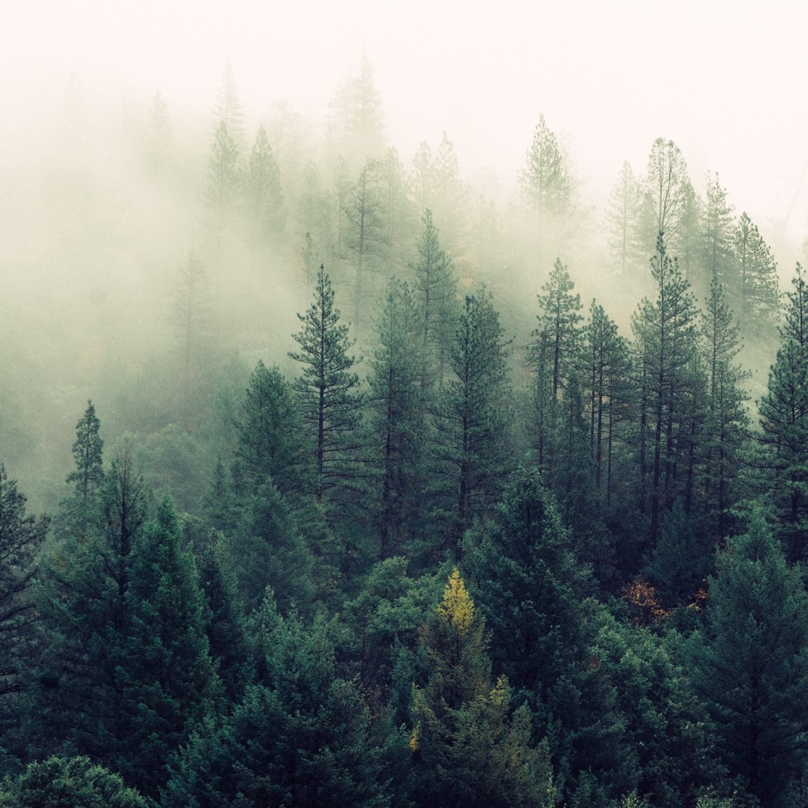 Organic by Olejo