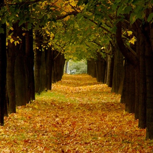 Consonote - Autumn Leaves (Suno Remix)