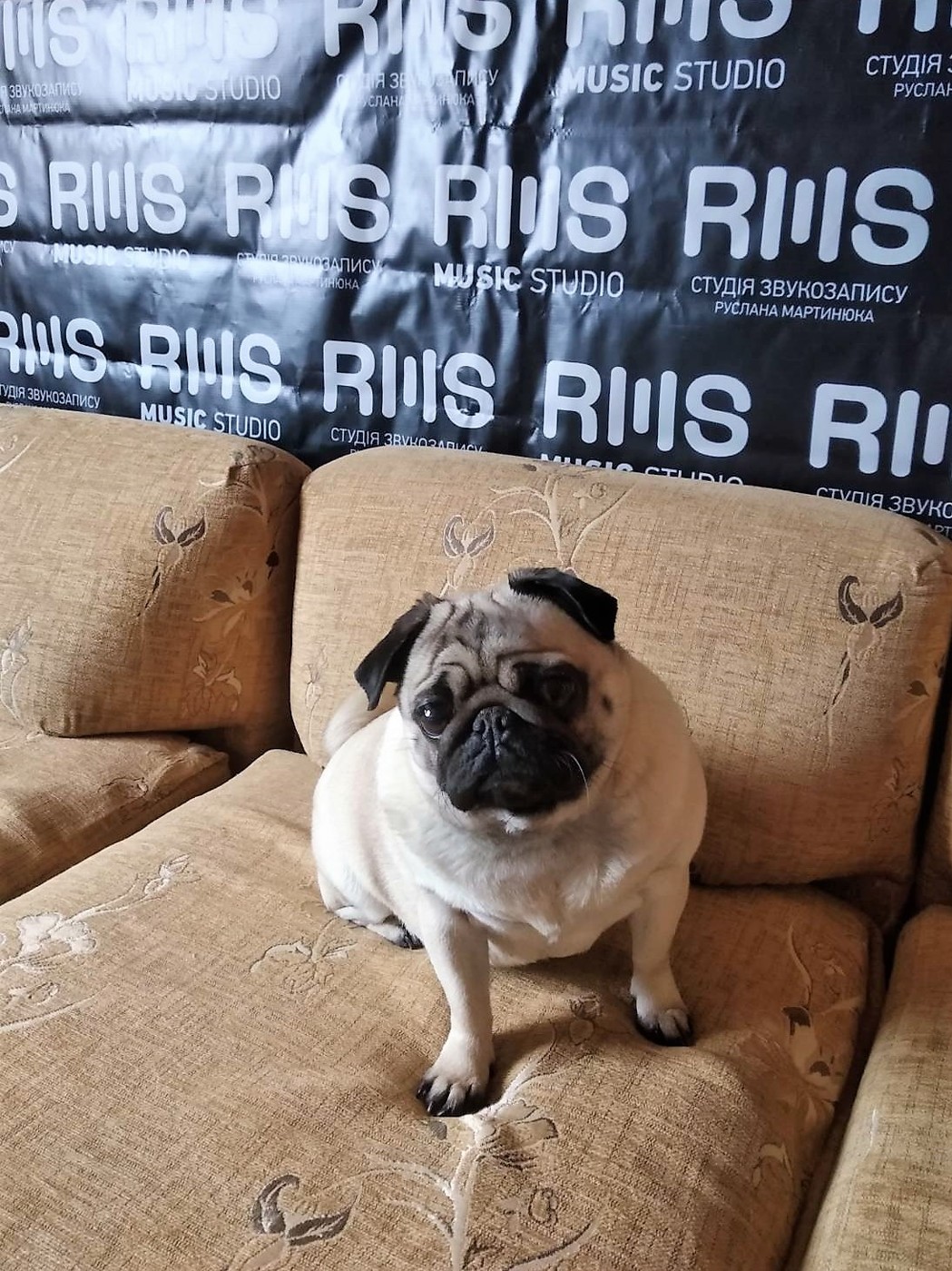 RMStudio - Pug episode artwork