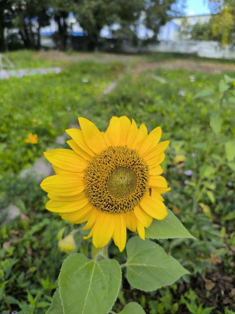 Grom Tenin - С Днём Рождения