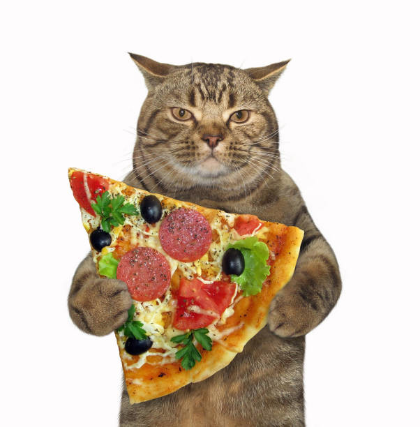 Italian Cat Italian Cat