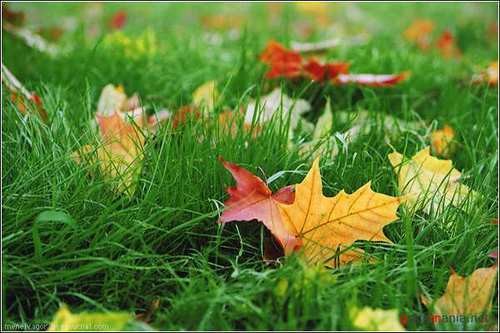 DJ ANDREY SANIN - LEAF FALL (2013) episode artwork
