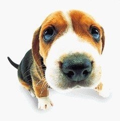 SPRUT - Control all ( krakadal ) SPRUT - Control all ( krakadal )