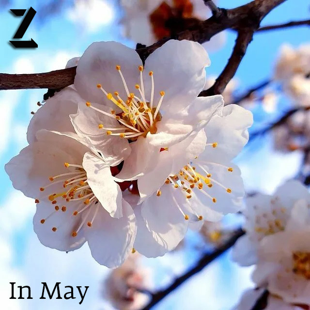 Z - In May episode artwork