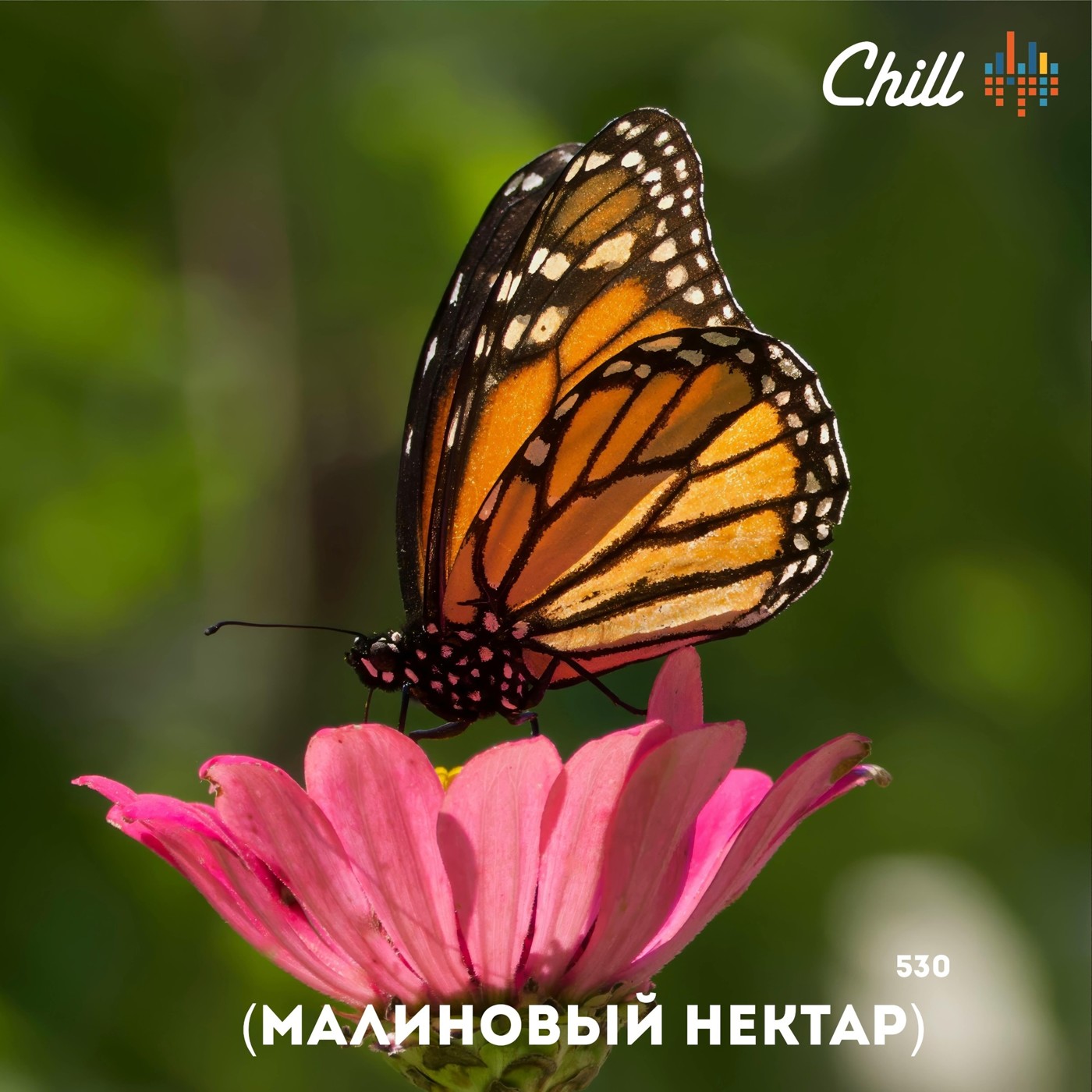 Малиновый джем. CHILL от 11.09.25. #530