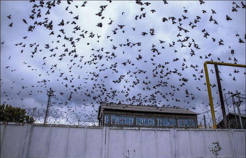 Black birds episode artwork