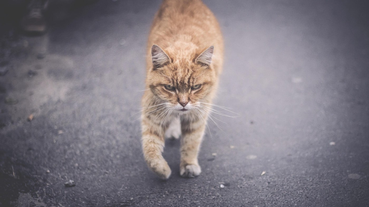 ExWave - The forgotten cat ExWave - The forgotten cat