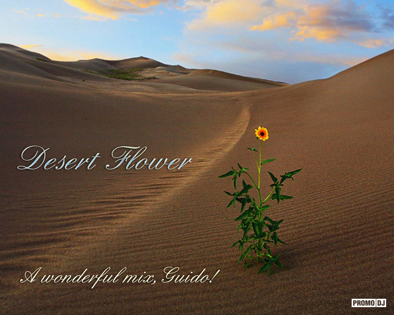 море песок растительность. цветок в песках достижение. донана испания. цветок в песках достижение. цветок в песках достижение.