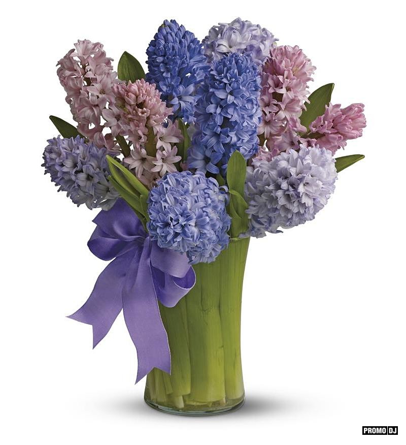 Гиацинт букет. Гиацинт срезка. Гиацинт (Hyacinthus) срезка. Букет 