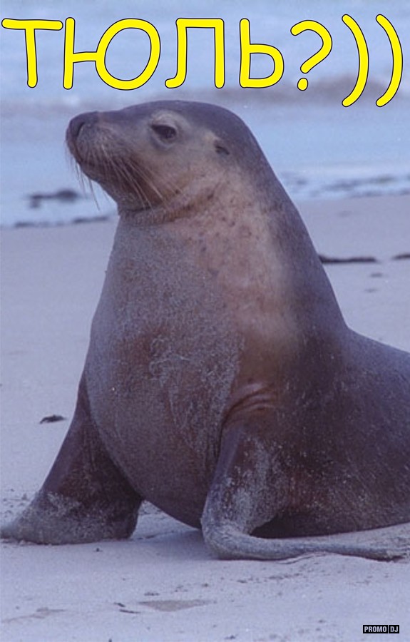 Тюленьи транскрипция. Северные морские ушастые тюлени 6 букв сканворд.