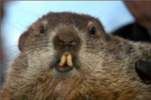 PromoDJ profile picture for @groundhog
