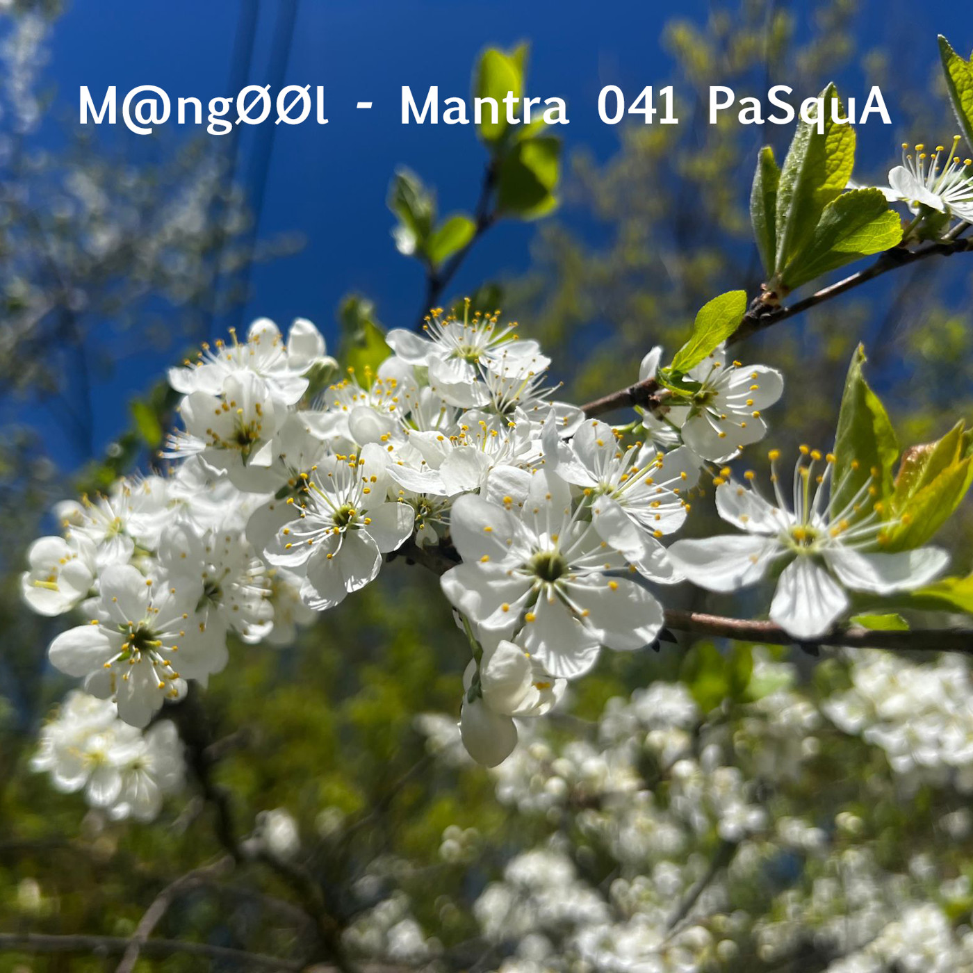 Mangool