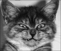 Quzz - Ascent of the depths