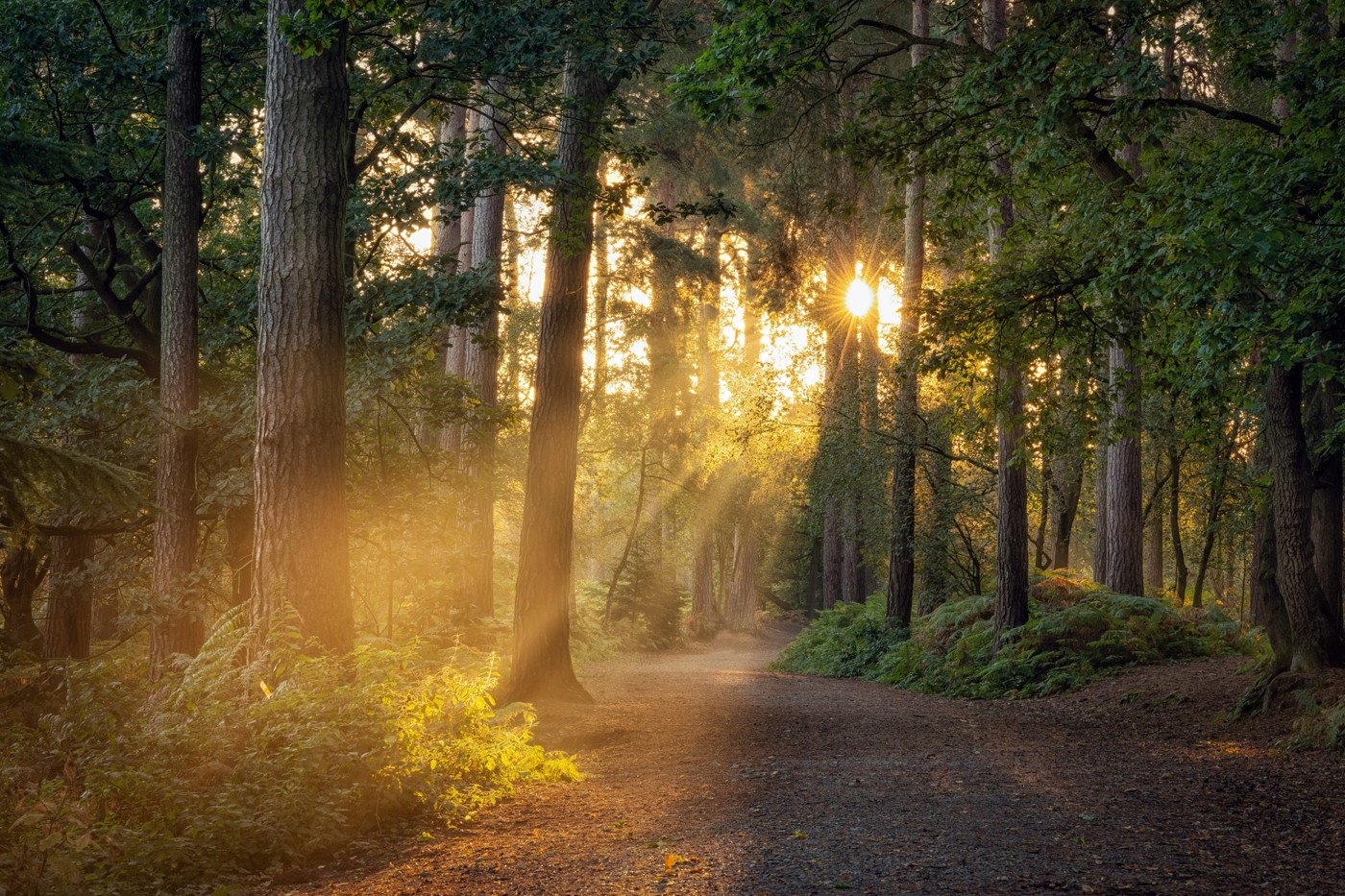 Marco Bertek - Walk In The Woods (Original Mix)