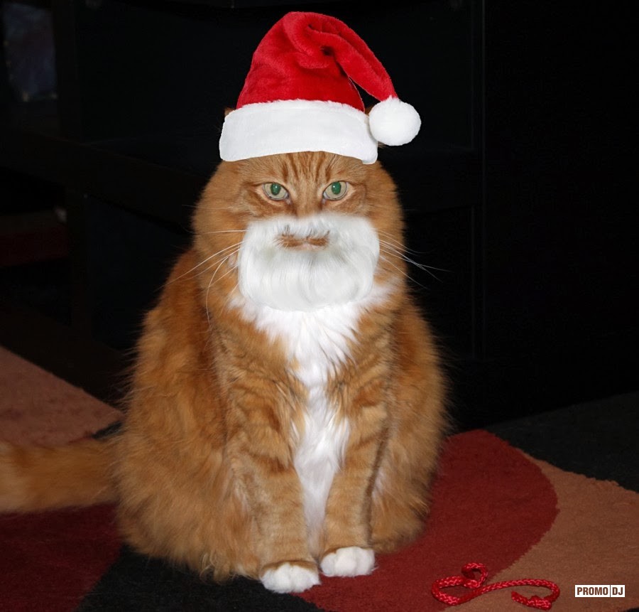 Котик в новогодней шапке мем