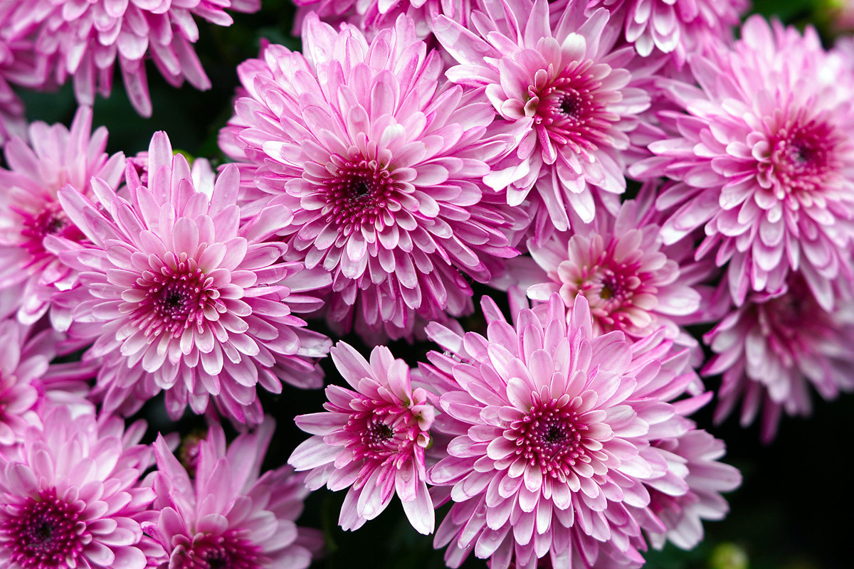Alex Core - Chrysanthemum
