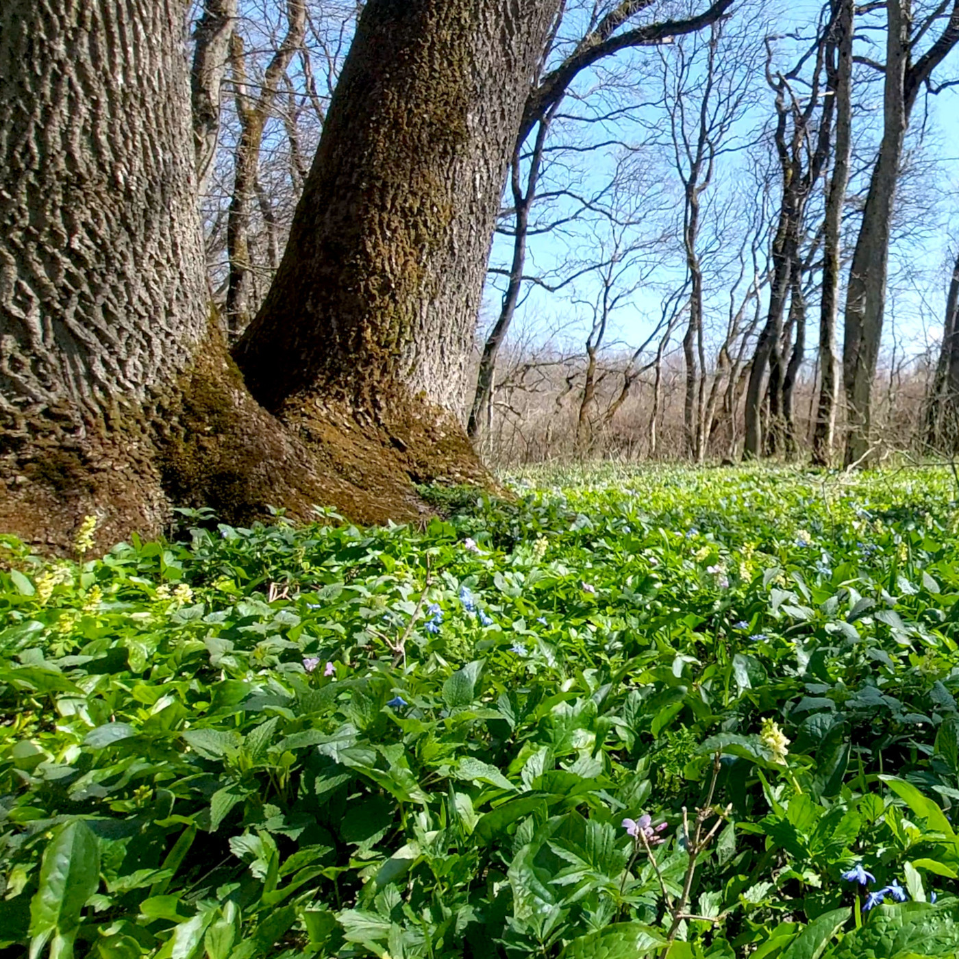 Белая дорога - Spring