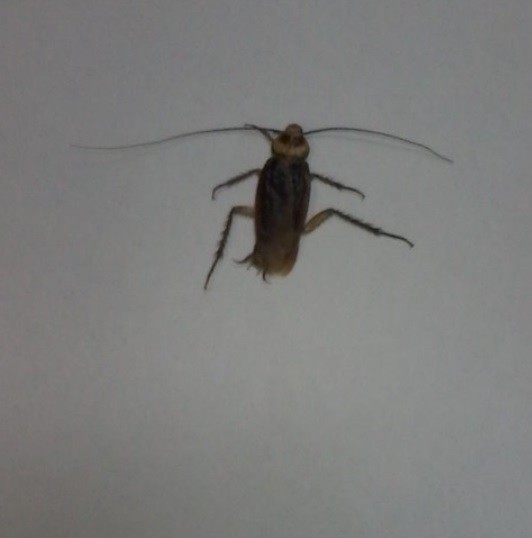 core.qee - РодилсяЧеловекомСдохТварью