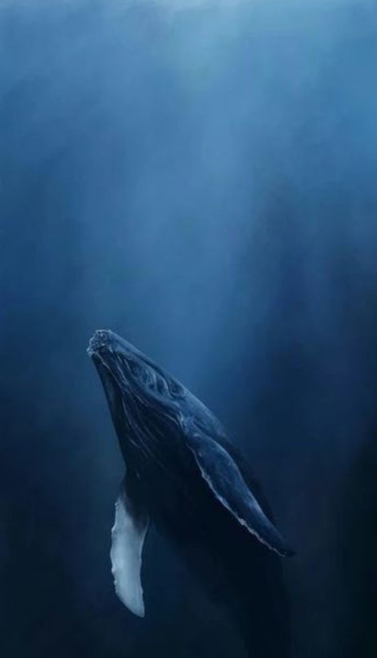 Deep-Sea Blue Whales