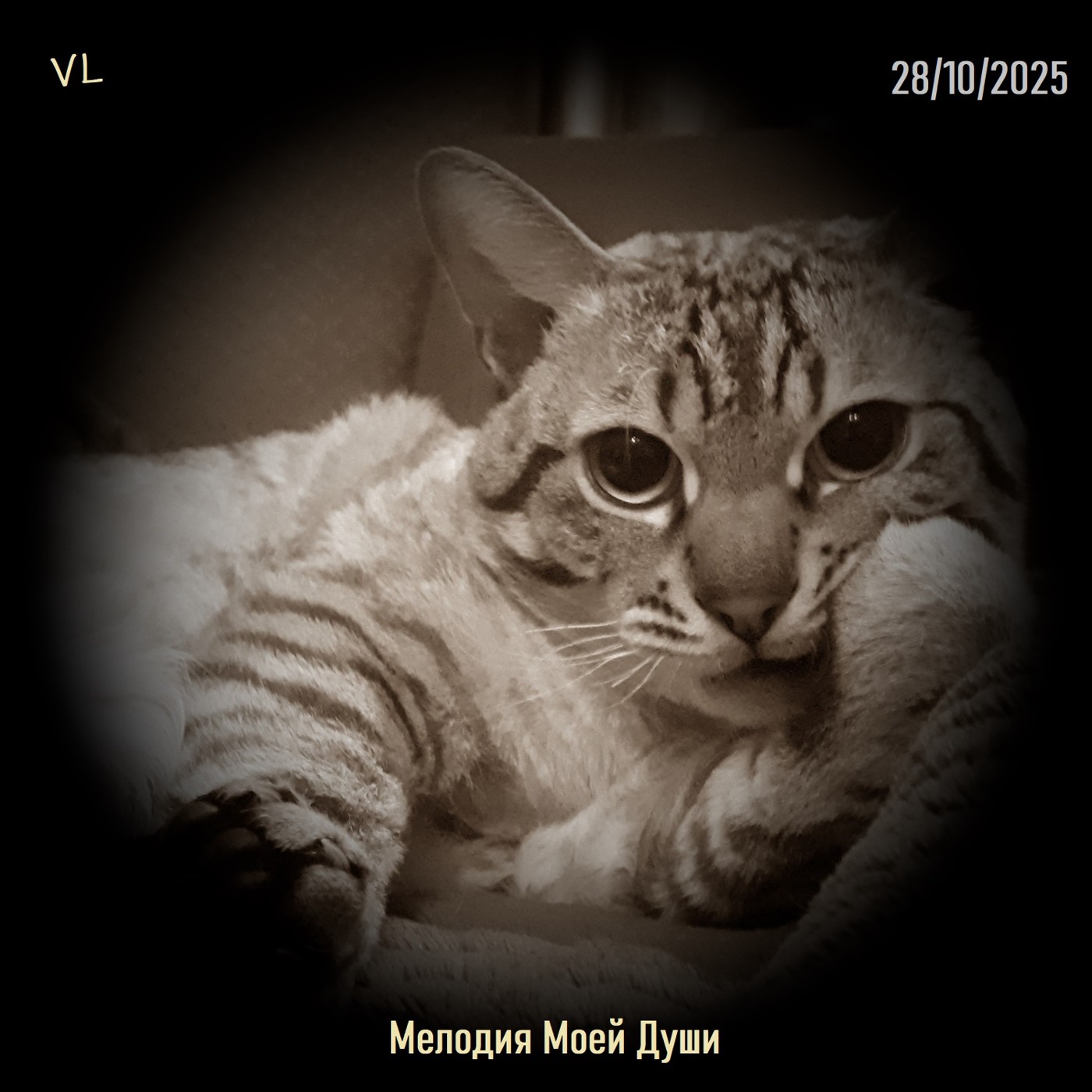 VL - Мелодия Моей Души '2025