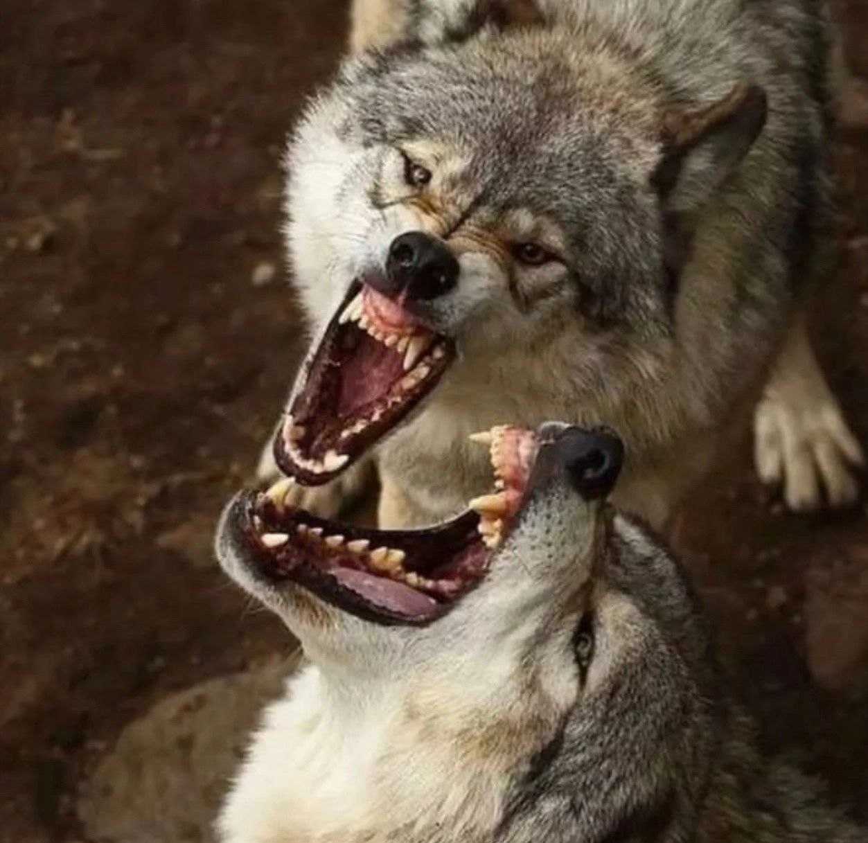 Пасть серого волка. Злой волк. Волк рычит. Агрессивный волк.
