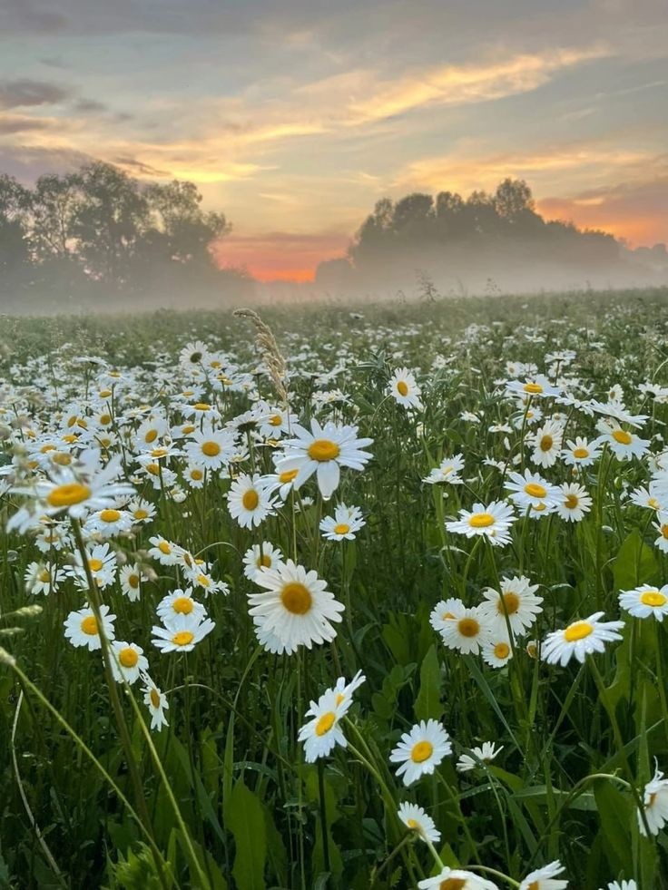 Dj Lunoff Andre - Daisies episode artwork