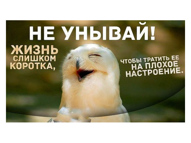 держись не унывай. поддерживающие мемы с собаками. никогда не унывать картинки. не унывай рисунок. открытки не унывай все будет хорошо.