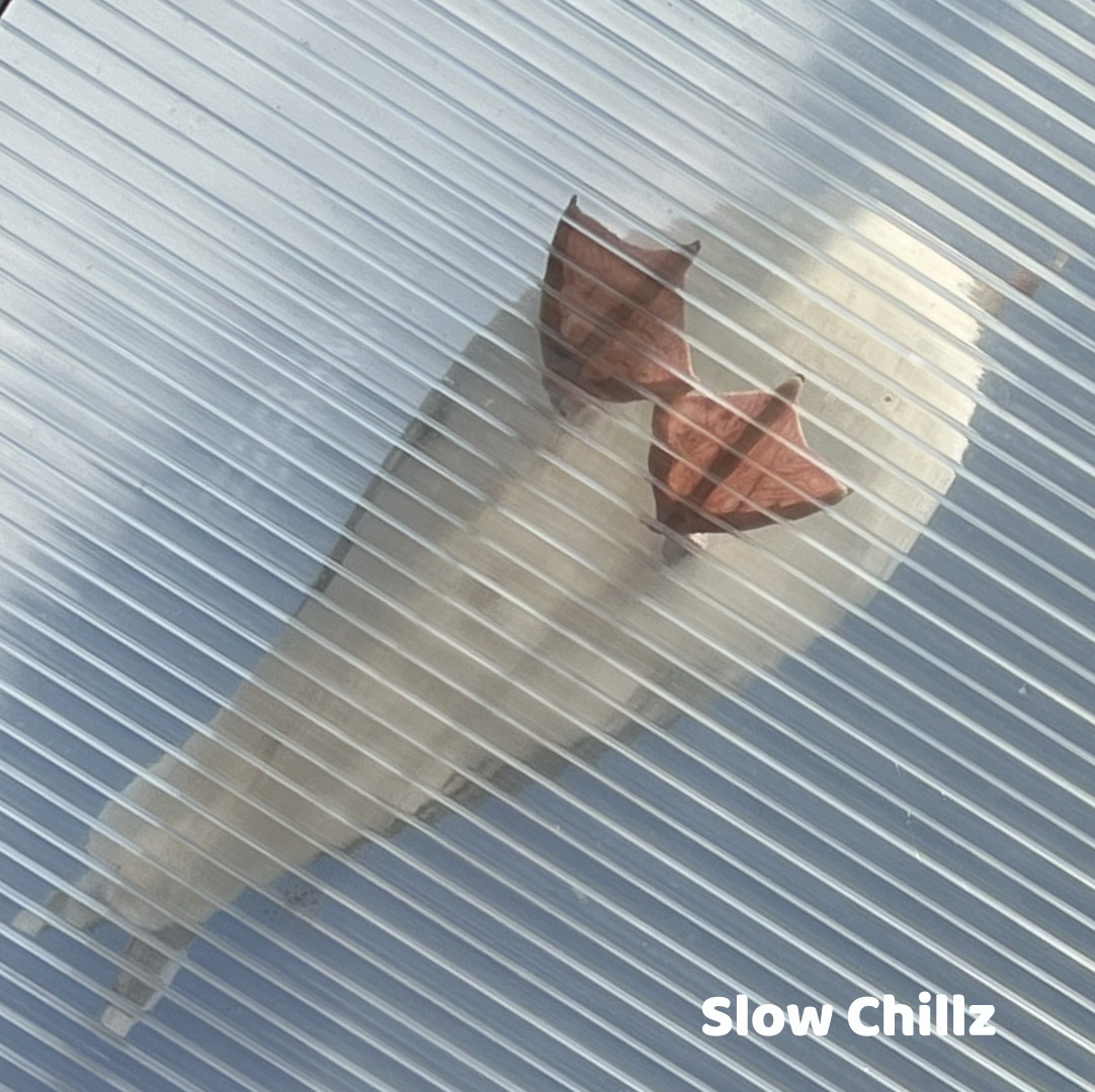 nerdy turtle – slow chillz episode artwork