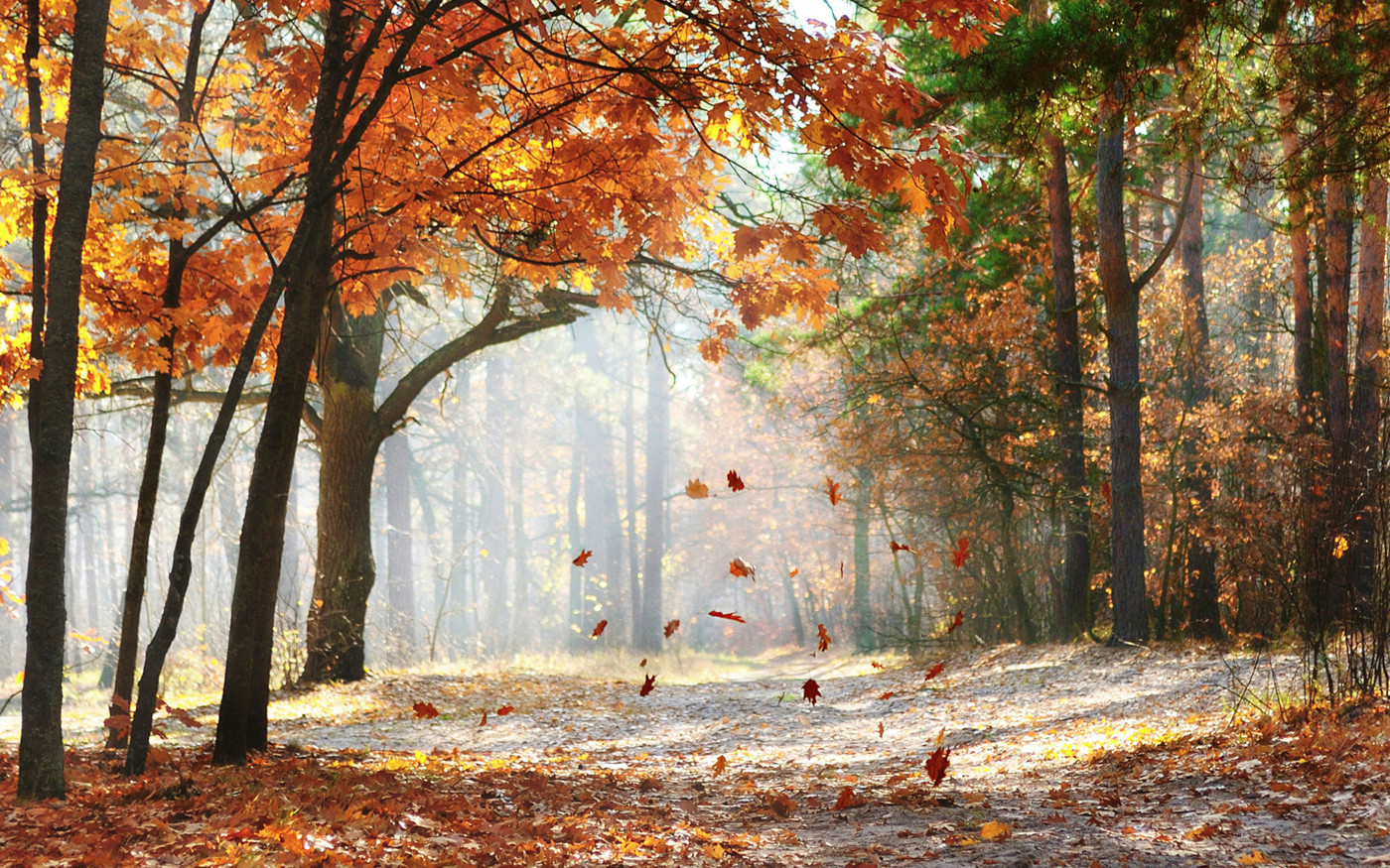 Alexy.Nov - The End of October