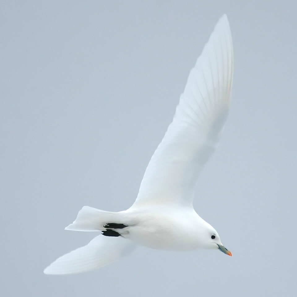 Legersson - Белые чайки (new sound)