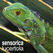 Sensorica — Lucertola episode artwork