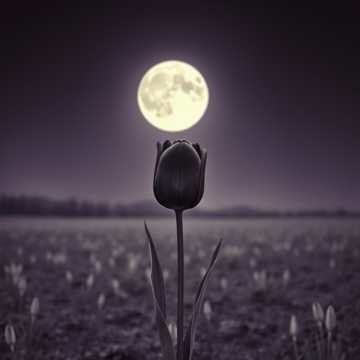 KHIZRI - Осколки души KHIZRI - Осколки души