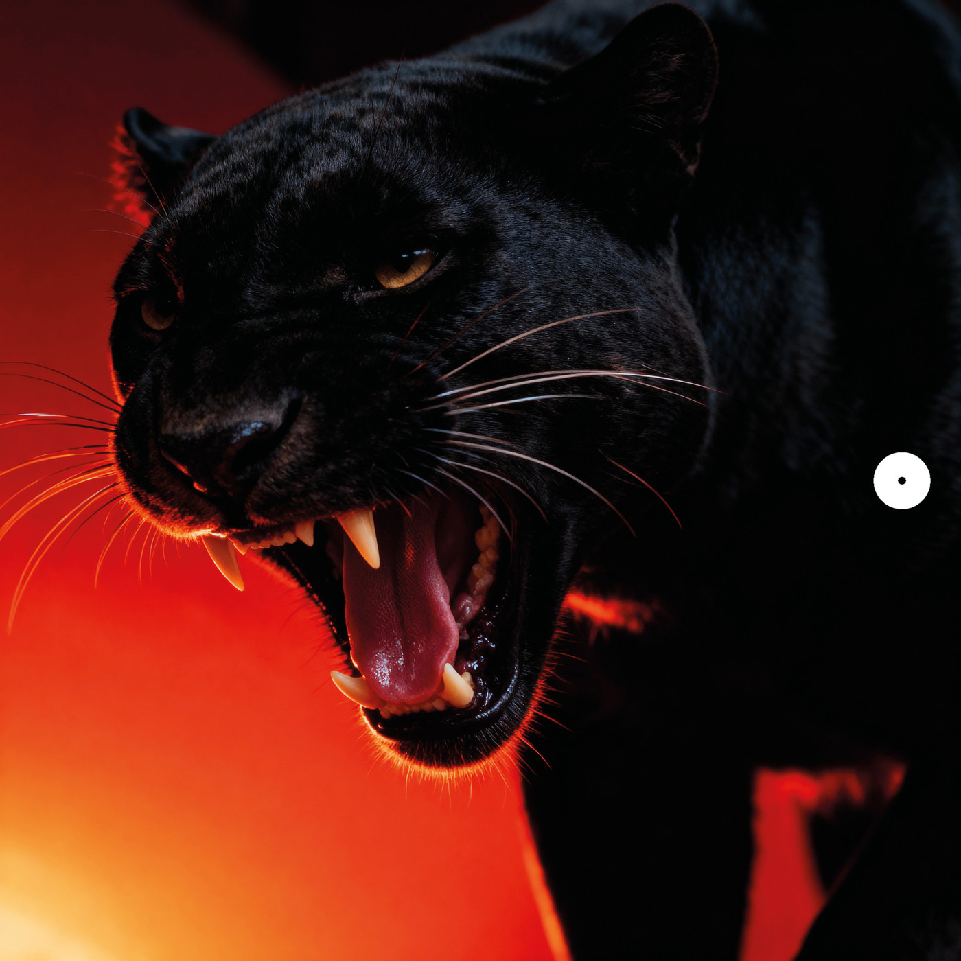 DONT BLINK - NATURAL SELECTION DONT BLINK - NATURAL SELECTION