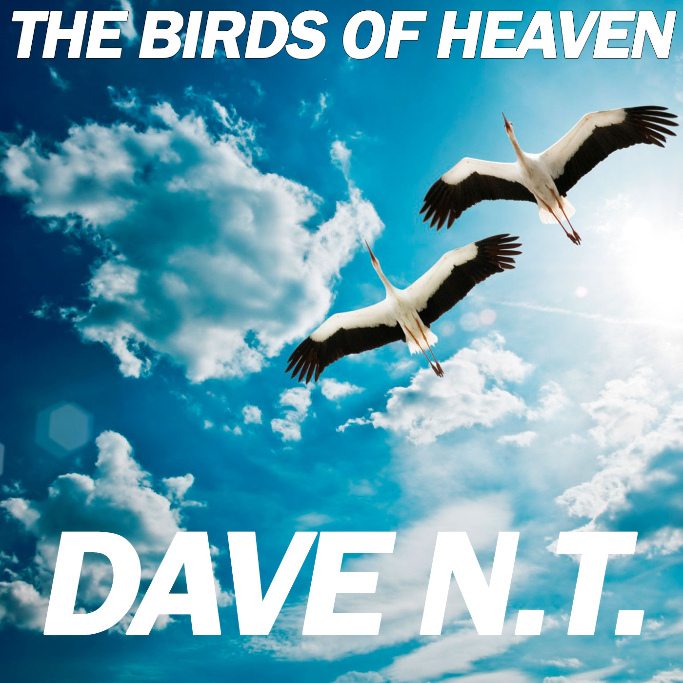 Dave N.T. - The Birds Of Heaven
