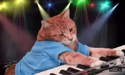 доми шоу кот мурзик. доми шоу с озвучкой. кот мурзик с озвучкой. кот на синтезаторе. доми шоу с озвучкой.