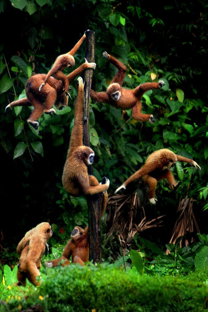 Jungle monkeys. Джунгли Африки шимпанзе. Обезьяны в джунглях. Мартышки в джунглях. Шимпанзе в джунглях.