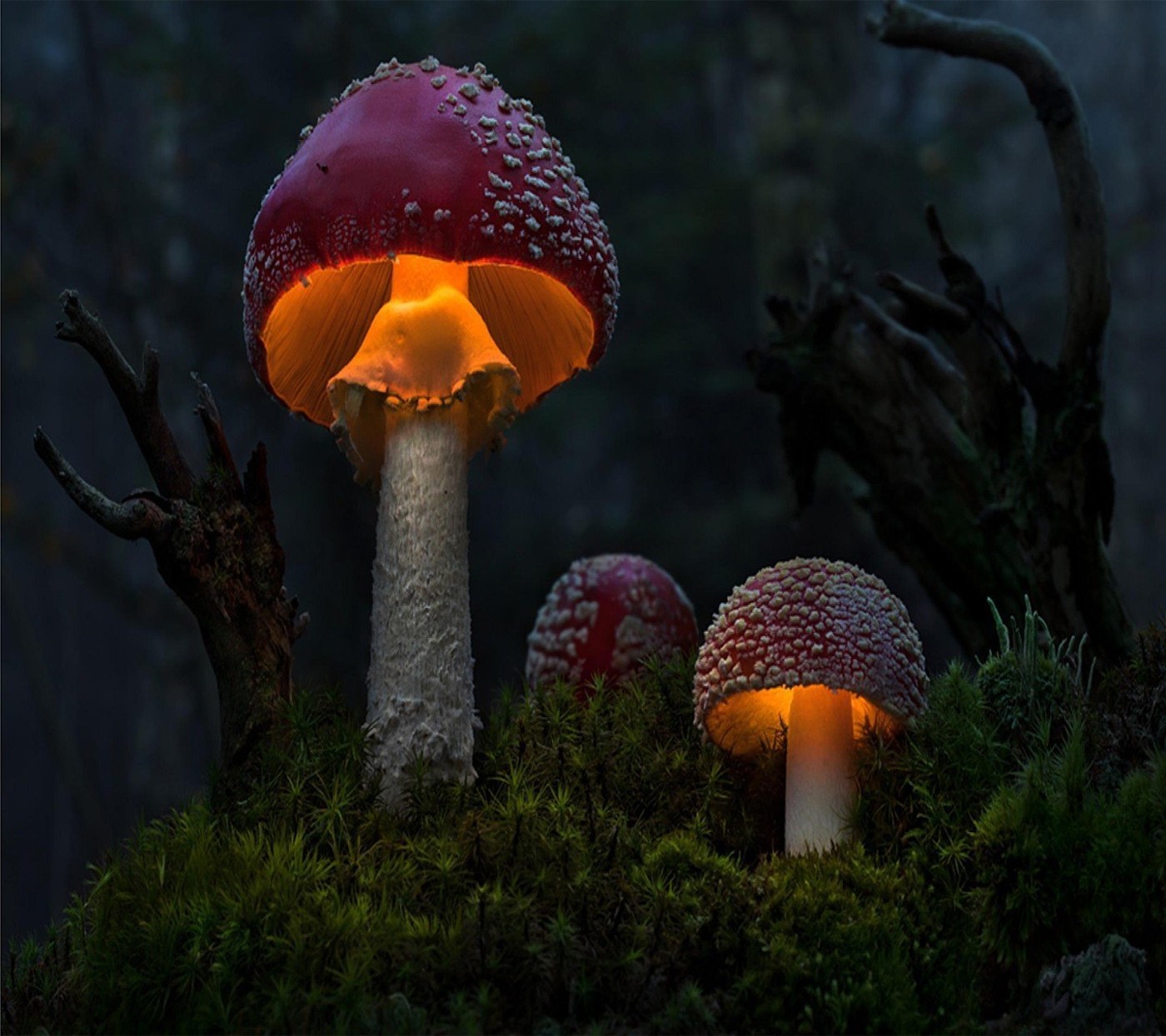 Мистерии Мухомора ///the mysteries of fly agaric(feat. Велесогор Волх и Лучезара)
