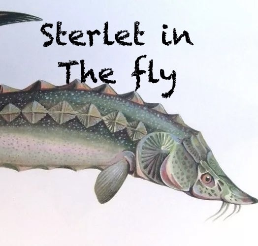 Sterlet in the fly-ZS PRoject(Original mix)