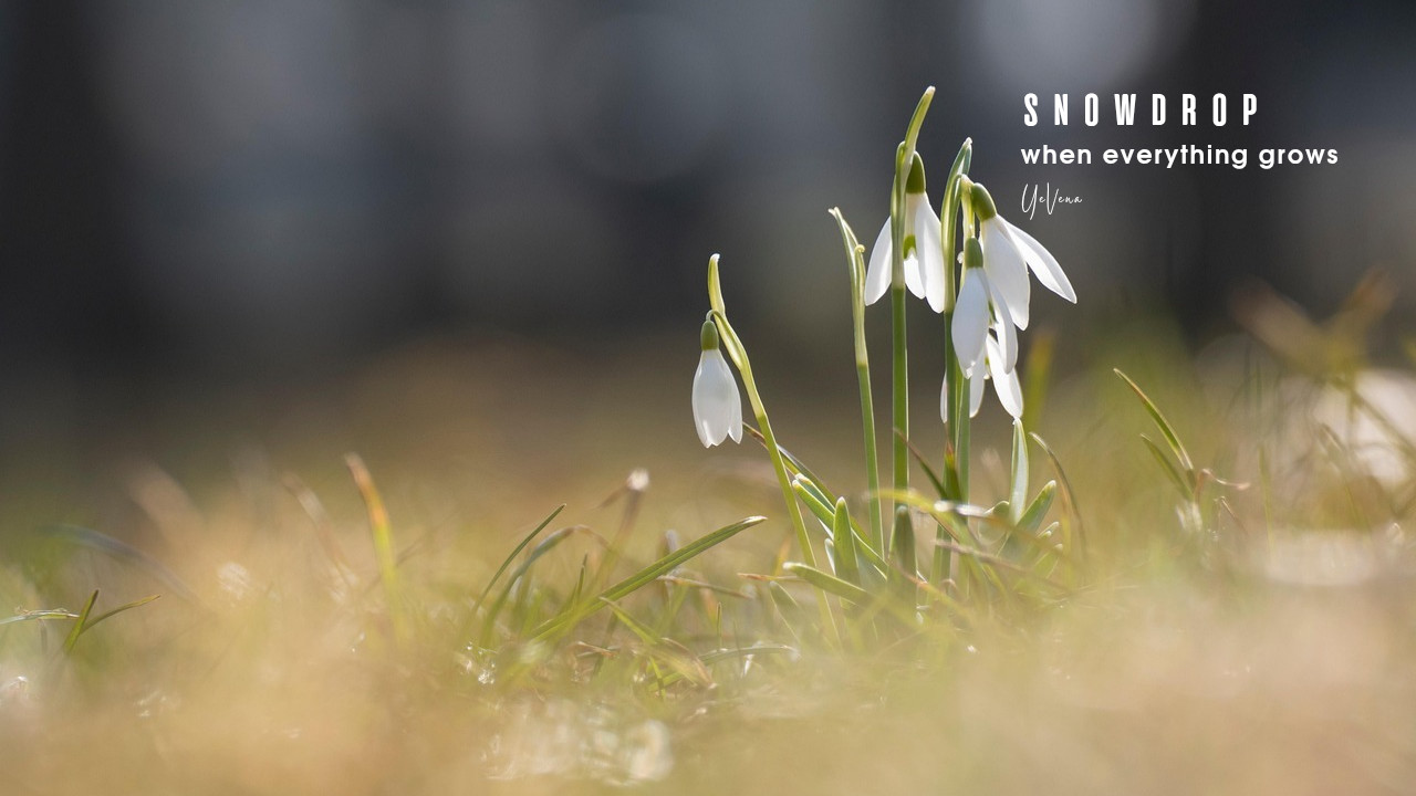 Yevena - Snowdrop