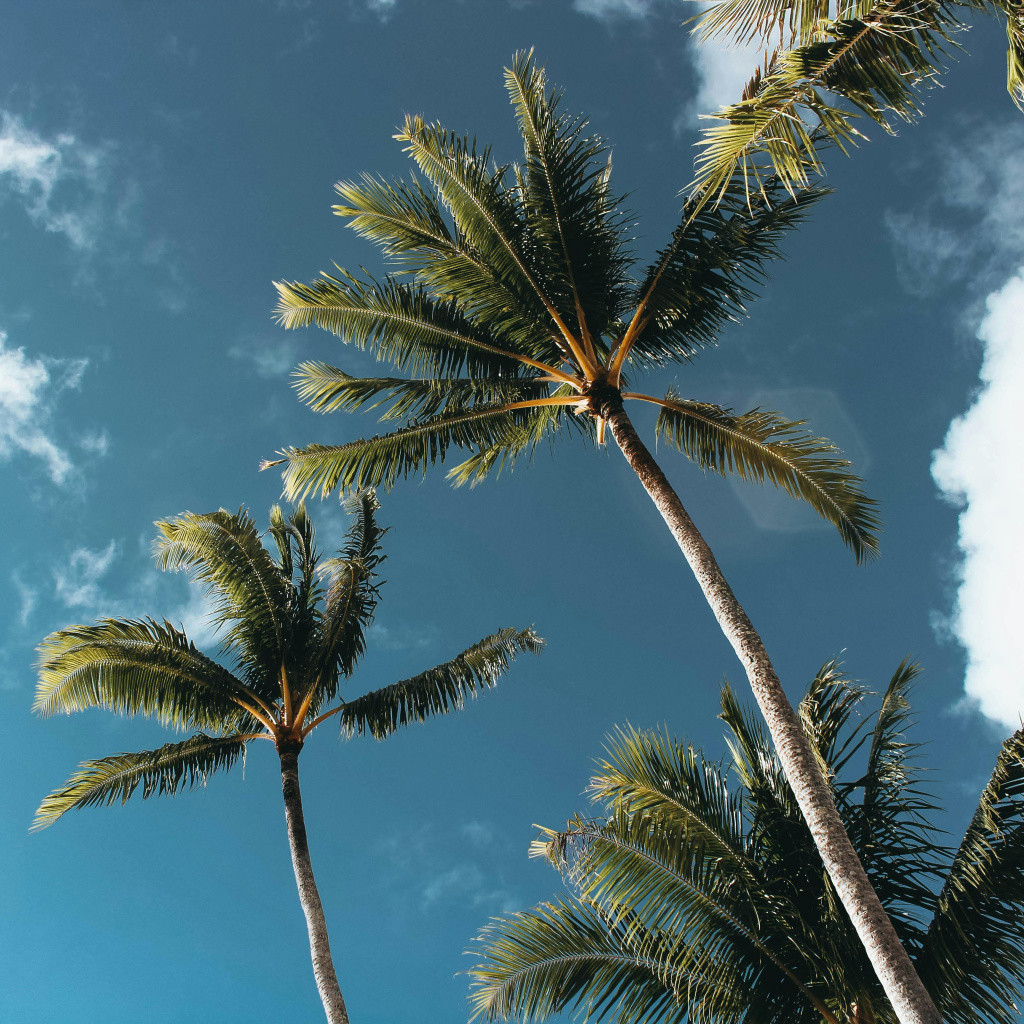 Dj Sladkaya Cat - Deep Night Dj Sladkaya Cat - Deep Night